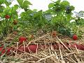 Bezoek aan de Fam. Krijnen, deze streek is bekend voor de aardbeienteelt en wat smaakte ze goed (113)